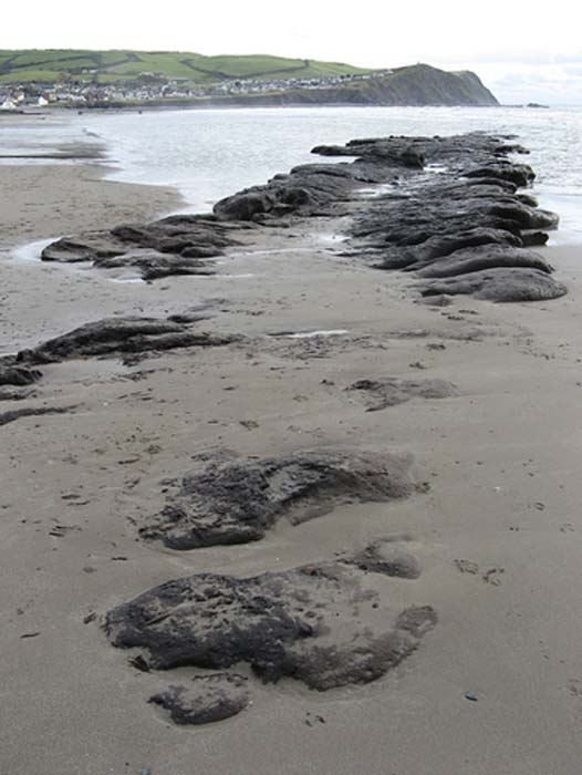 The submerged forest has been visible for years but much more of the remains of sunken kingdom, Cantre'r Gwaelod was uncovered during a recent storm. (Badgernet / CC BY-SA 3.0)