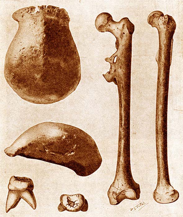 The three main fossils of Java Man found in 1891–92: a skullcap, a molar, and a thighbone, each seen from two different angles. (120 / Public Domain)