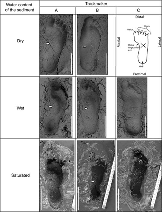 To establish if the Pleistocene footprint was human and how it was made, scientists performed foot printing tests on soil at different soil moisture levels and with different foot angles and pressures. (Universidad Austral de Chile)