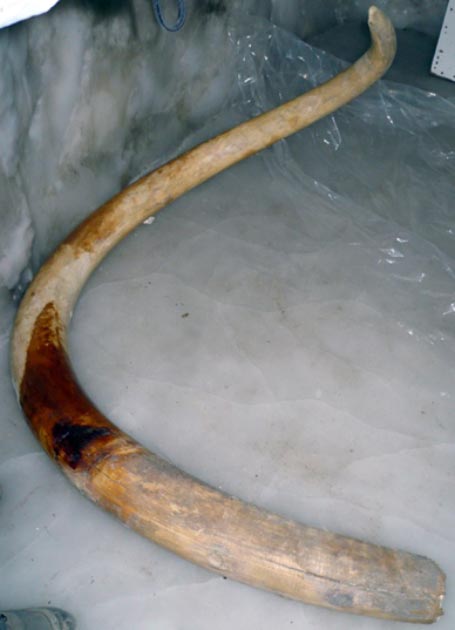 Tusk of the adult male "Yukagir mammoth". (FunkMonk / CC BY-SA 2.0)