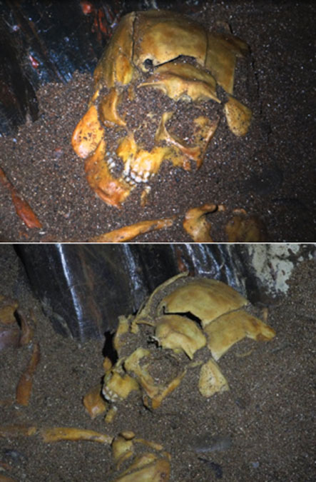 Two close ups of the skull. Bottom image by Bob Jones. (NOSAS)