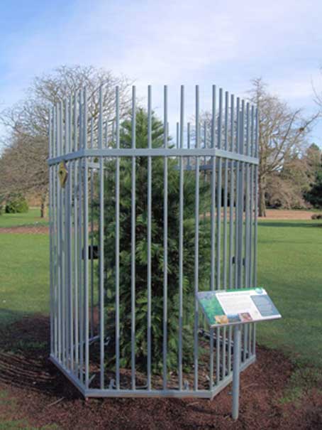 Wollemi Pine, one of the oldest known tree species. Kew Gardens, London.