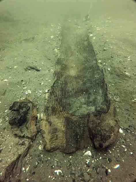 A 3,000-year-old canoe sits in its original resting place at the bottom of Lake Mendota in Madison following excavation work. (Tamara Thomsen/ Wisconsin Historical Society)