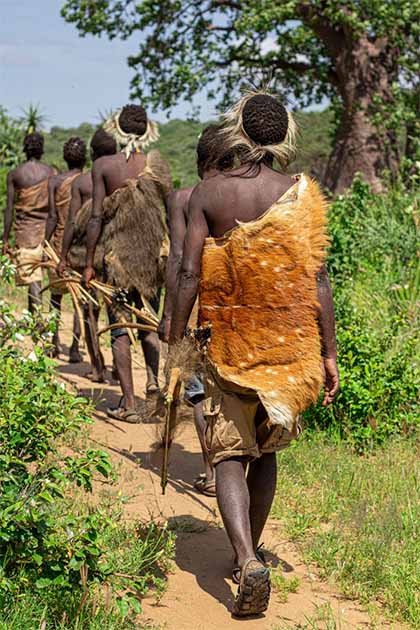 When our ancestors’ hunts failed, as they frequently did, ancient diets were supplement by foraging edible greens, nuts, berries, mushrooms, and more. The Hadza of present-day Tanzania, seen here leaving on a hunt, are one of the last nomadic hunter-gatherer tribes, and their diet is 70% plants. (David Bokuchava / Adobe Stock)