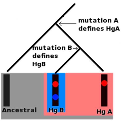   (Gray) Ancestral Haplogroup  (Pink) Haplogroup A (Hg A) (Blue) Haplogroup B (Hg B) All of these molecules are part of the ancestral haplogroup 