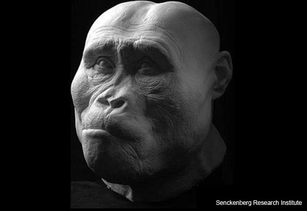 Australopithecus afarensis - Ricostruzione facciale