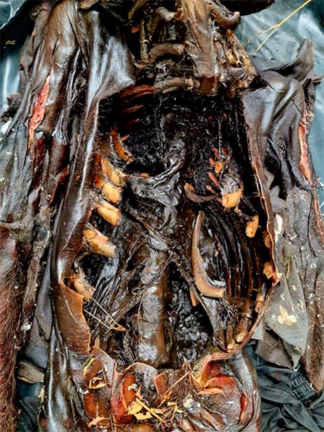 In ancient mummification internal organs were removed. Here, the mummified corpse shows structureless masses in the abdominal cavity decomposed. (Mileva B, Tsranchev I, Georgieva M, et al. /CC-BY 4.0)