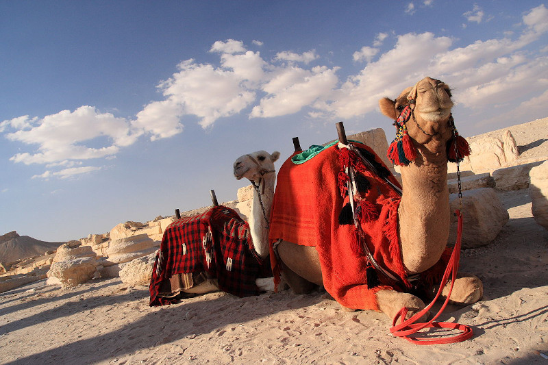 Arabic camels in Syria.
