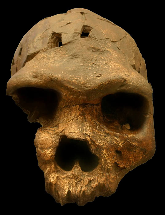 El nuevo estudio argumenta que el cráneo de Bodo D'ar encontrado en Etiopía pertenece a una nueva especie de ancestro humano antiguo. (Ryan Somma / CC BY-SA 2.0)