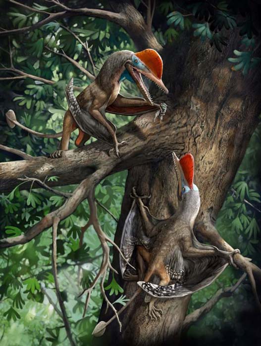 Full artwork of the recently discovered Monkeydactyl, the 160-million-year-old flying reptile discovered in northeast China. (Chuang Zhao / Current Biology)