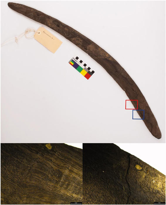 Uno de los boomerangs. Imágenes de microscopio que muestran rayones (recuadro rojo y abajo a la izquierda) y una grieta por impacto (recuadro azul y abajo a la derecha). (Roberts, A. et al. 2021 / Arqueología australiana)