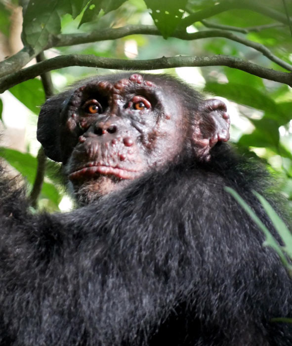 A chimpanzee named Woodstock with leprosy in Ivory Coast. (Tai Chimpanzee Project)