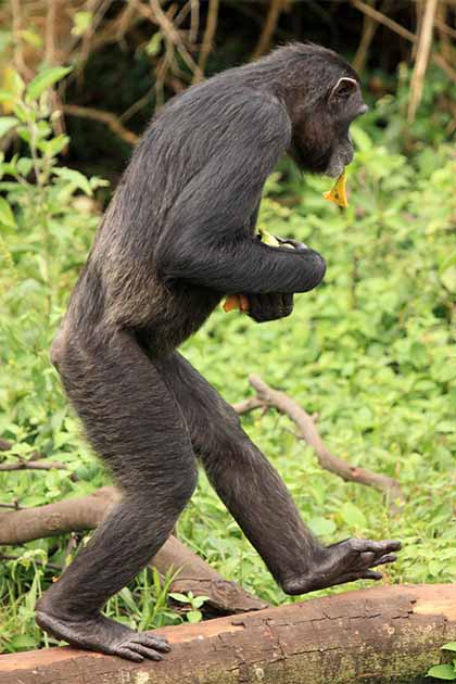 A chimpanzee walking upright. (Sam D'Cruz / Adobe Stock)