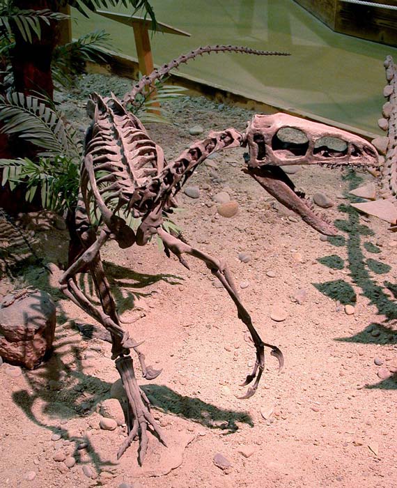 Un celurosaurio, un subgrupo de terápodos que produjo Archaeopteryx (un género de dinosaurios parecidos a aves) y aves modernas. (Greg Goebel/CC BY-SA 2.0)