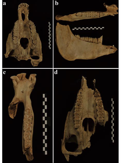 Crania and mandibles of donkey found in the tomb. (S. Hu / Antiquity Publications Ltd)