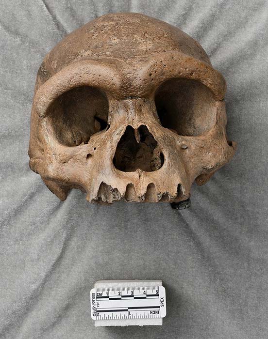 El cráneo apodado Dragon Man, que puede ser una nueva especie de humano antiguo. (NHM)