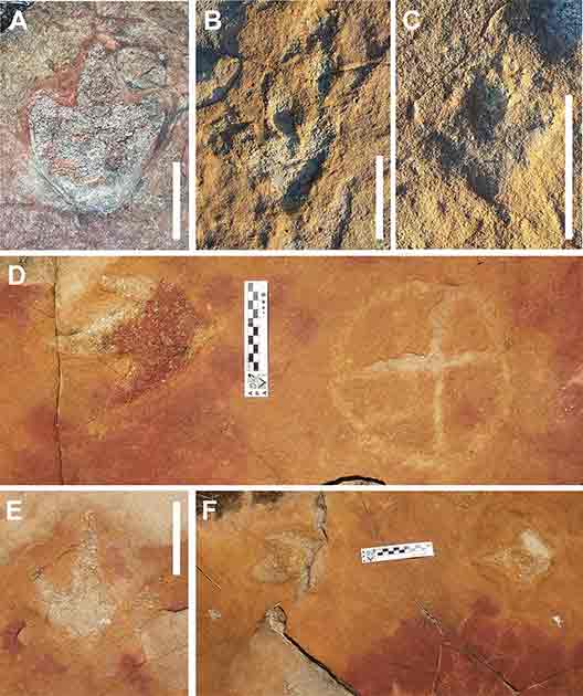 Different morphotypes of tridactyl footprints from outcrop 1, all interpreted as belonging to theropod dinosaurs (A–F). (D) and (F) show footprints in close association with petroglyphs. (Troiano, et al., Scientific Reports 2024)