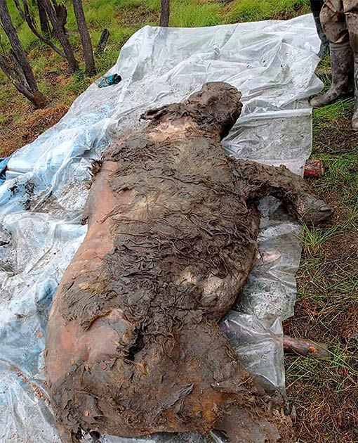 Descubierto en agosto de 2020 en Siberia, los investigadores explicaron que los tejidos blandos del rinoceronte lanudo aún estaban intactos. (Los tiempos de Siberia)