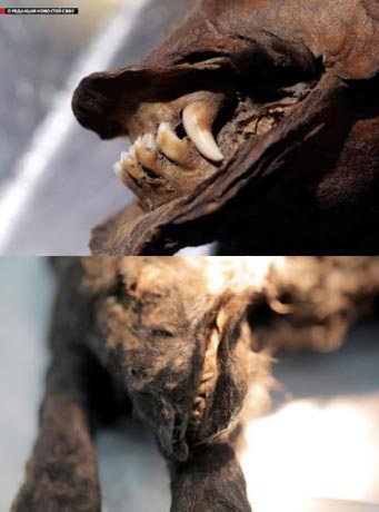 The earlier-discovered Tumat puppies in Yakutia. (North-Eastern Federal University, The Siberian Times)