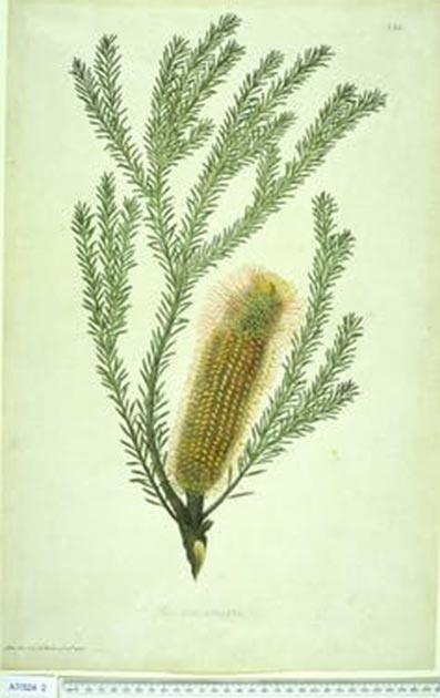 Banksia ericifolia was one of the many species given a new name by Banks. Natural History Museum