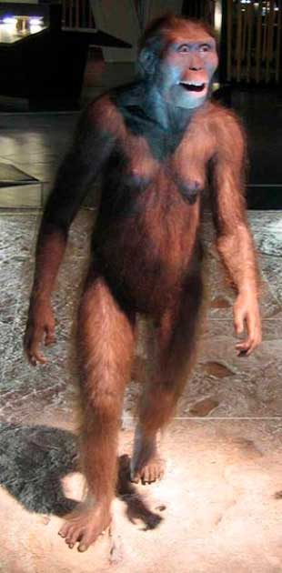 A reconstruction of a female Australopithecus afarensis., Natural History Museum, Vienna. (CC BY-SA 4.0)