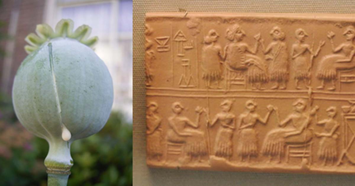 A seedhead of an opium poppy, Papaver somniferum, with white latex. (Public Domain) Cylinder-seal of the "Lady" or "Queen" (Sumerian NIN) Puabi, one of the defuncts of the Royal Cemetery of Ur, c. 2600 BC. Banquet scene, typical of the Early Dynastic Period.
