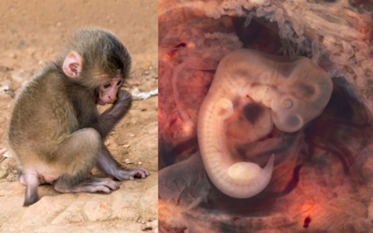 Young chimpanzee. On Right - Human Embryo. Source: Left, Public Domain; Right, CC BY-SA 2.0.