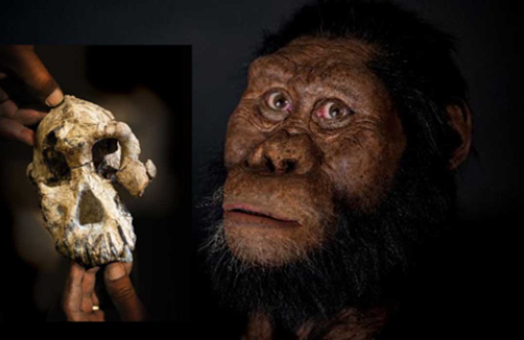 Facial reconstruction of Australopithecus anamensis by John Gurche made possible through generous contribution by Susan and George Klein. Photograph by Matt Crow, courtesy of the Cleveland Museum of Natural History.