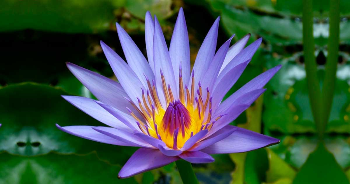 The Blue Lotus: A Narcotic Lily That Mesmerized Ancient Egypt