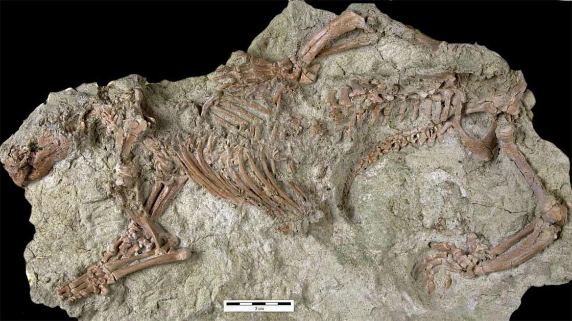 Fossil skeletal remains of the Adalatherium hui or the ‘crazy beast’, which was unearthed in Madagascar.       Source: (Marylou Stewart / Nature)