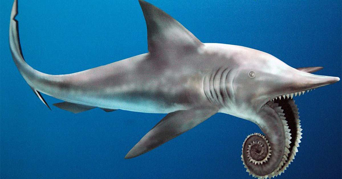 Until they discovered the true location of its tooth-swirl, there were several theories for how Helicoprion once looked. An outdated Helicoprion reconstruction. (public signage, Field Museum of Natural History, Chicago, Illinois, USA). James St. John / CC by SA 2.0. 