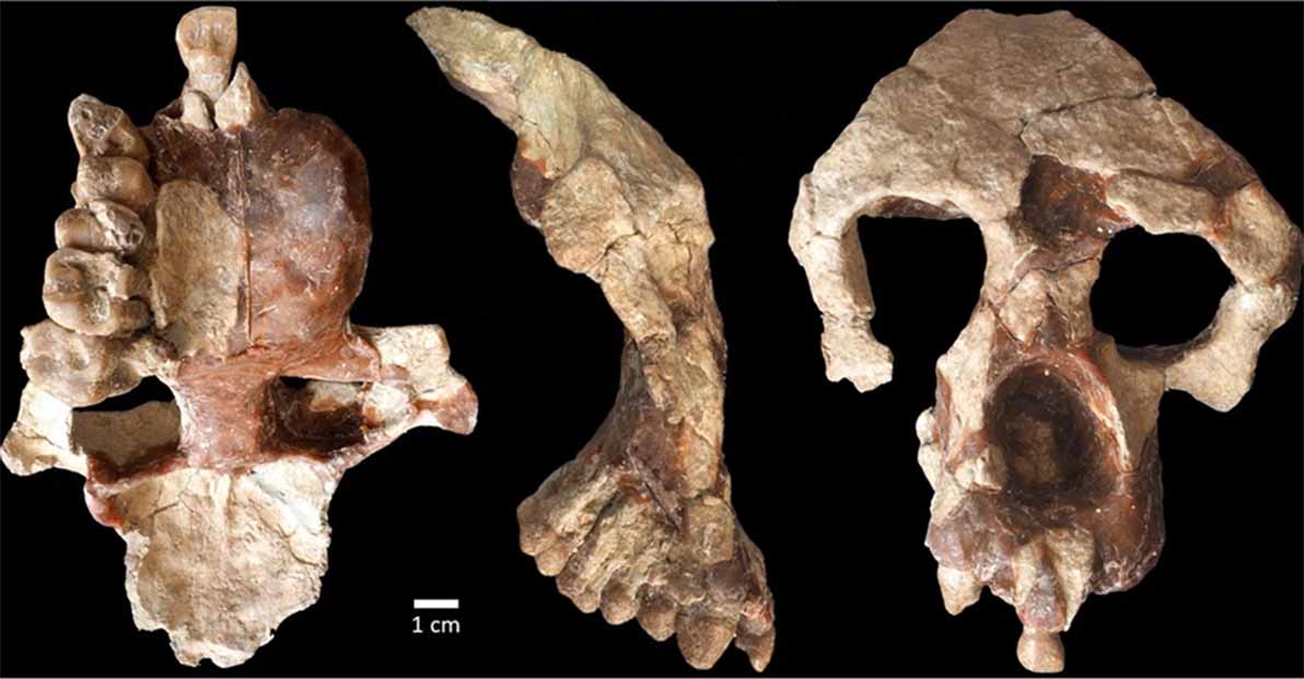 Archaeologists in Turkey, have unearthed a partial cranium of a female, challenging the story of the origins of our human ancestors. Source: Sevim-Erol, A., Begun, D.R., Sözer, Ç.S. et al/CC BY 4.0)