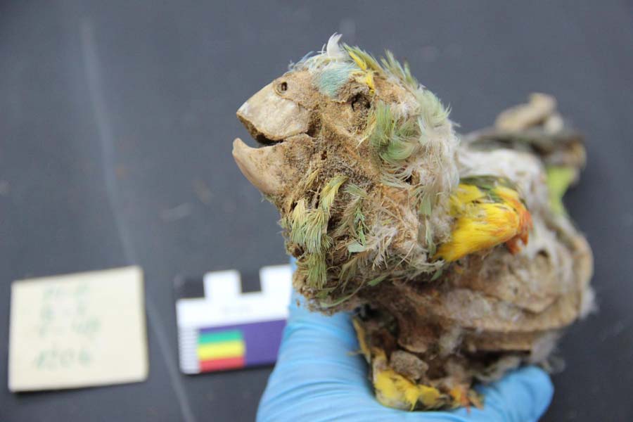 Amazonian Mummified Parrots Discovered in the Atacama Desert