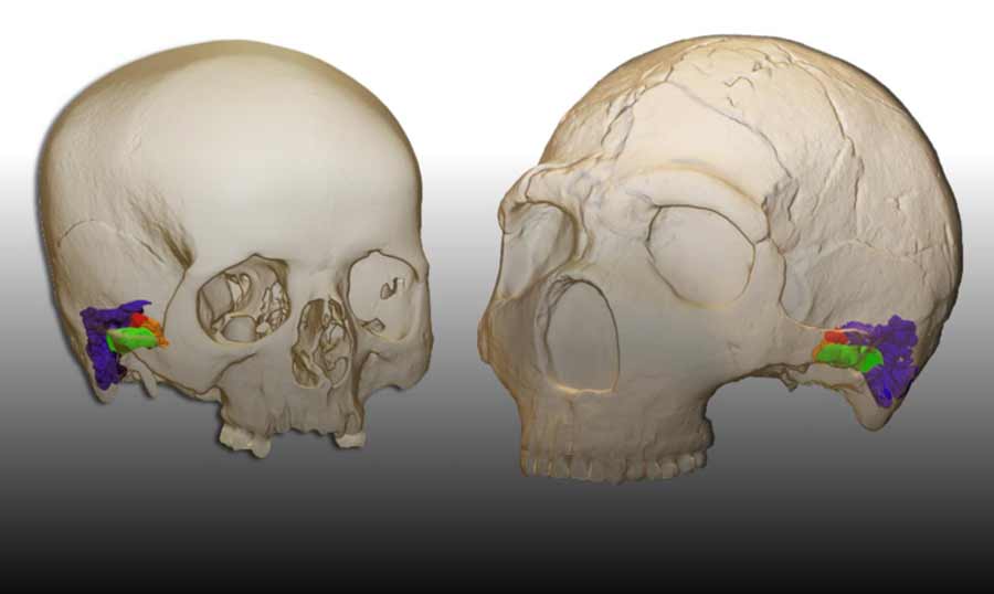 Study shows that Neanderthals had the ability to produce and understand speech