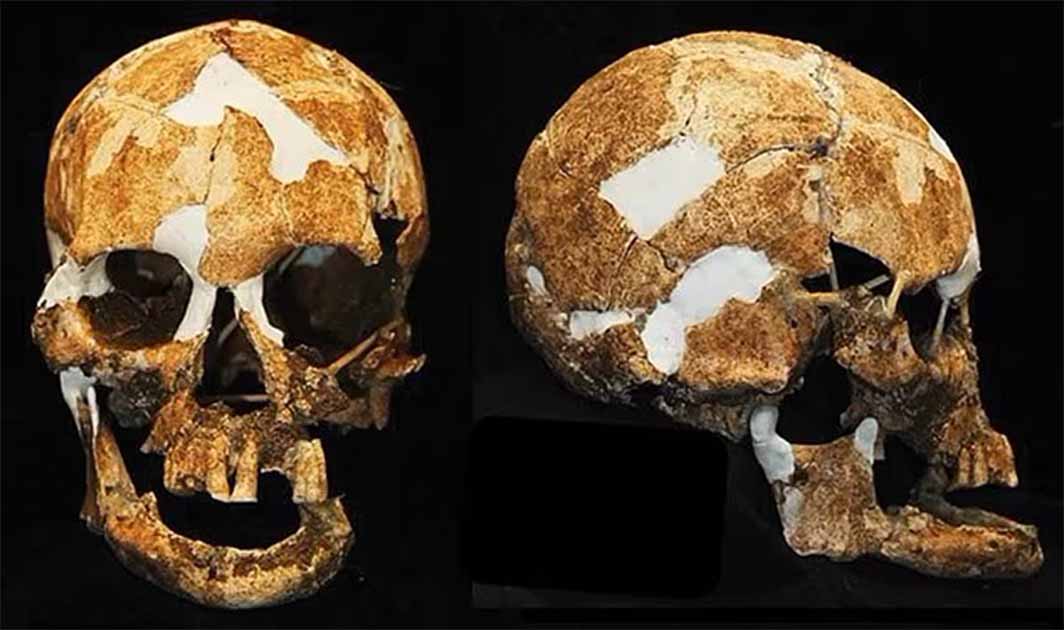 Il profilo cranico dello scheletro femminile 'Negrito' trovato nelle grotte di Xiaoma Fonte: Hirofumi Matsumura / CC BY NC ND 4.0)