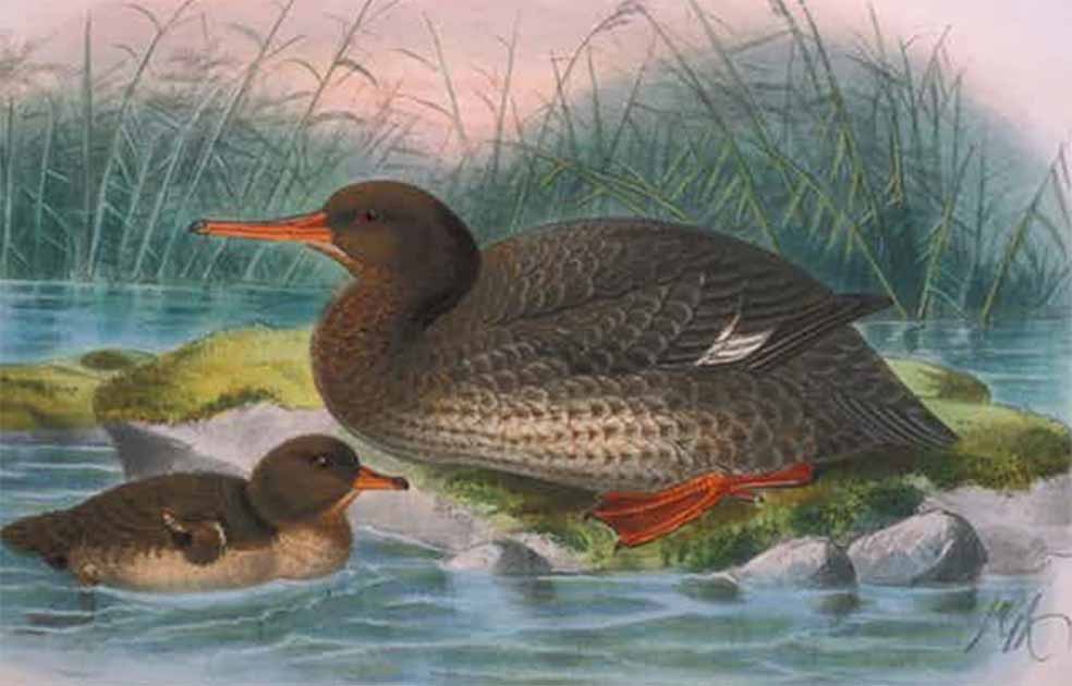 Extinct Duck’s Ancient DNA Shows How Birds Migrated to Make New Zealand Home