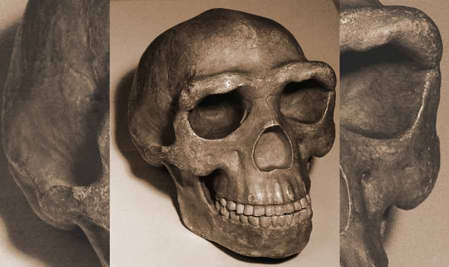 Reconstruction of the Peking man skull. Source: kevinzim / CC BY 2.0