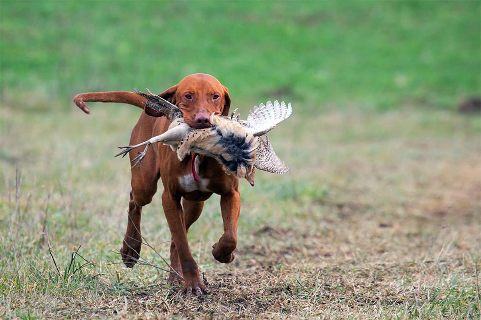vizsla hunting dog