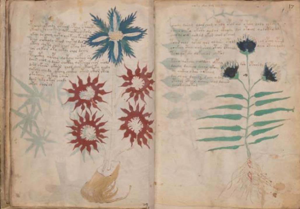 Two pages from the Voynich Manuscript. Has the Voynich Manuscript code finally been cracked? 