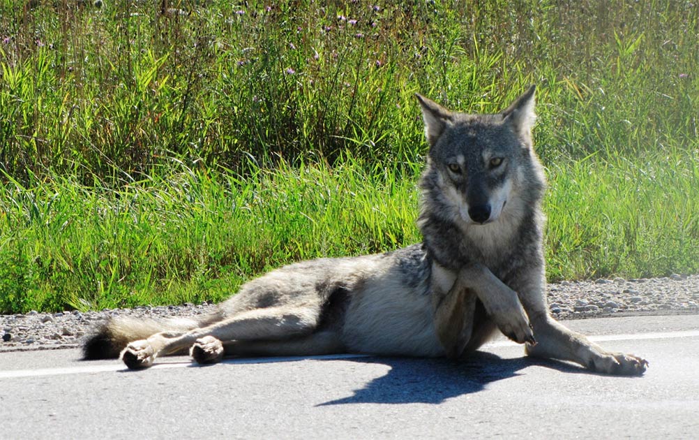 The ancient domesticated dog of Europe was born from an early female gray wolf. At first look, she appears to be a beautiful dog on the road, note the lifted paw!              Source: Seney Natural History Association / CC BY-SA 2.0