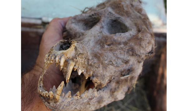Bizarre Discovery of Werewolf-Like Skull in a Chained Box in Bulgaria |  Ancient Origins