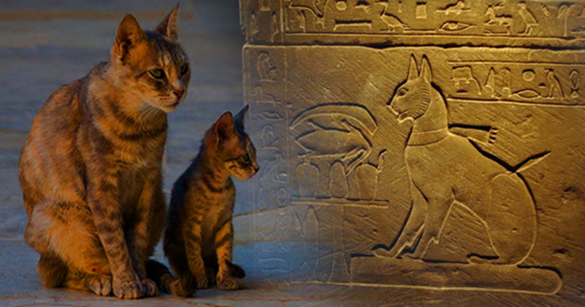 The History of Cats