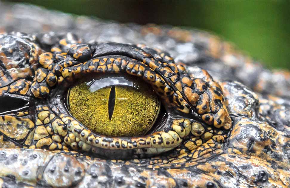 Crocodile Tears: Why Do We Use This Phrase? Origins, History & Meaning