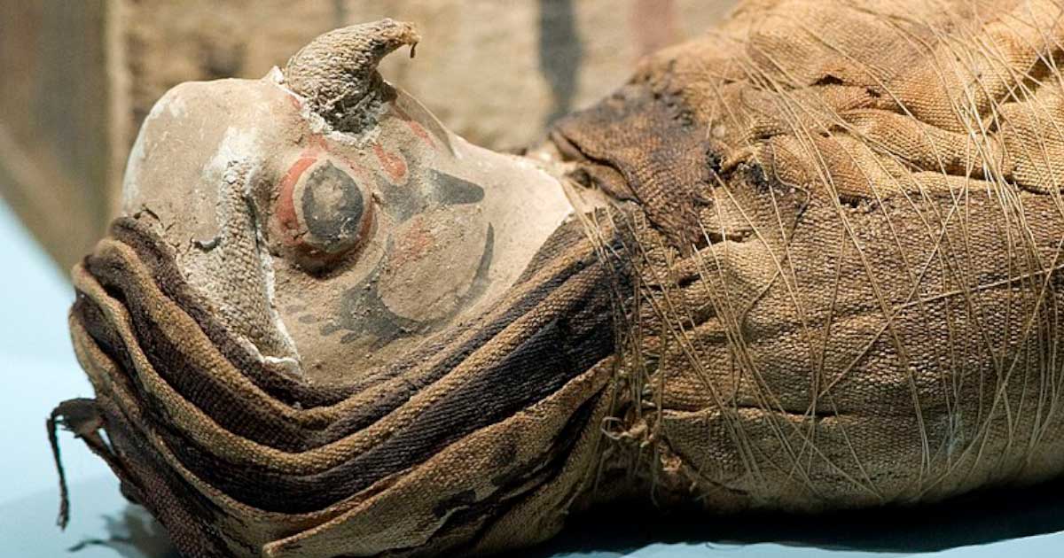 Un falco mummificato trovato in Egitto (rob Koopman / CC by SA 2.0)