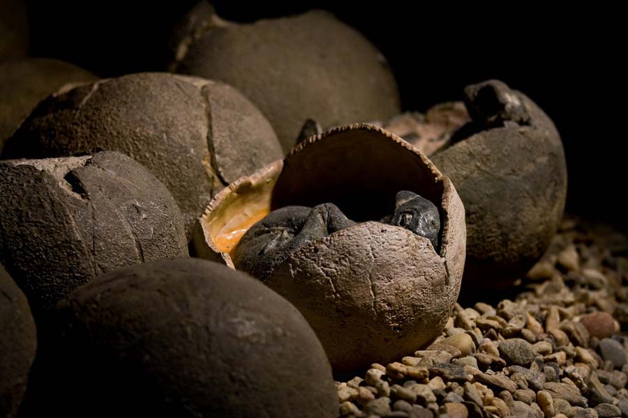 World first: Dinosaur found on petrified eggs with babies inside!