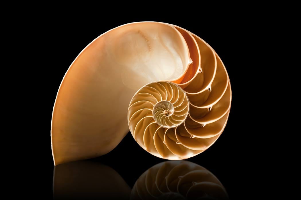 The golden ratio in a shell