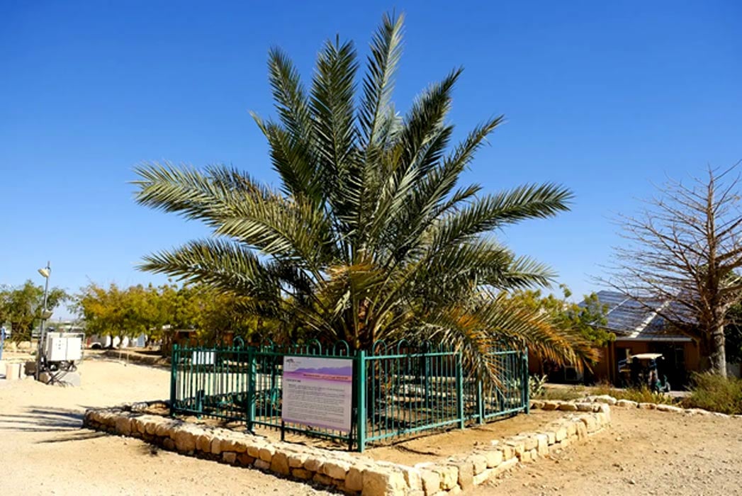 The ancient Judean date palm tree has been resurrected