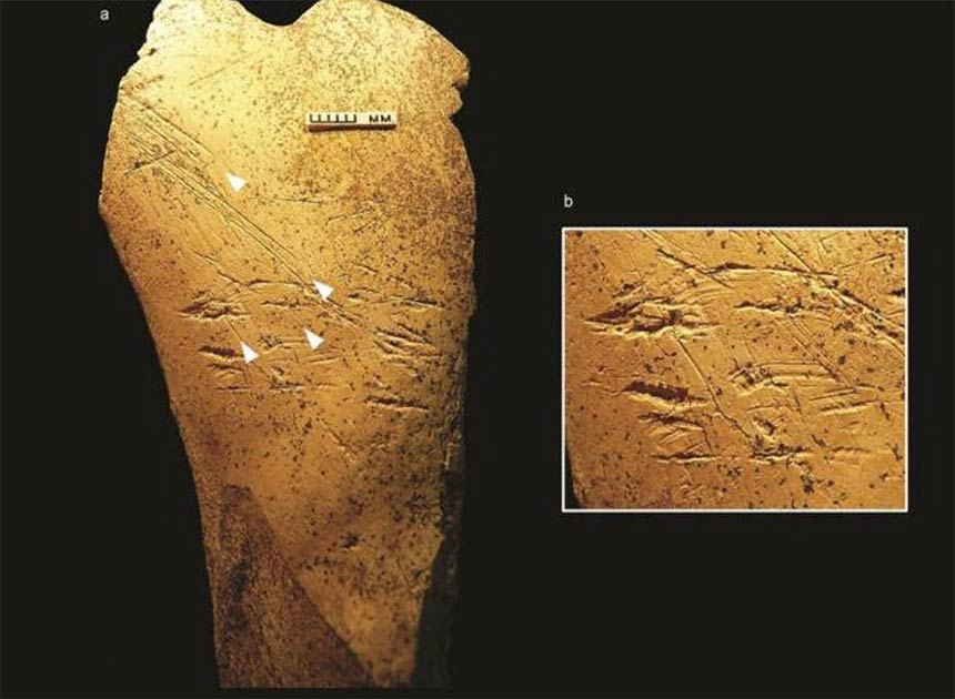 Archaeologists                                              excavating in at the                                              famous Boxgrove site in                                              England have identified                                              horse bone tools, the                                              earliest bone tools ever                                              discovered in the history                                              of European archaeology.                                              There are scraping marks                                              due to the way the tool                                              was
