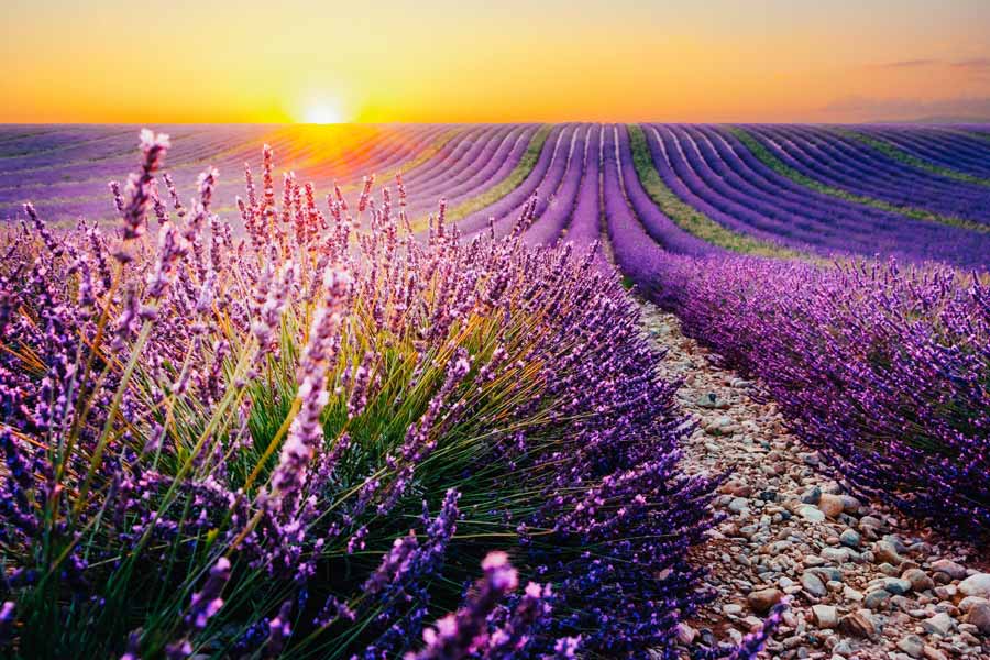 History's Love of Lavender: From Mummies to Bathhouses and Beyond! | Ancient  Origins