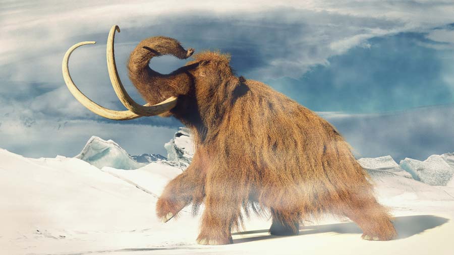 The idea of the woolly mammoth hybrid is based not on ancient DNA cloning but on reverse engineering living Asian elephant DNA and then growing the embryo in an artificial womb. No one knows for sure what the mammoth hybrid will look like, but many of the features of this ancient extinct species will be recreated no doubt. 		Source: dottedyeti / Adobe Stock
